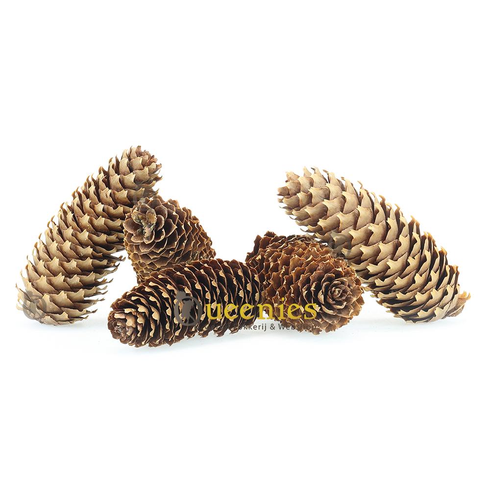 Lange Dennenappels 3 stuks