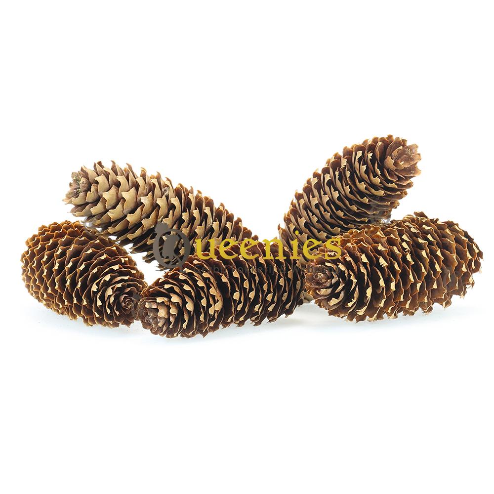 Lange Dennenappels 3 stuks