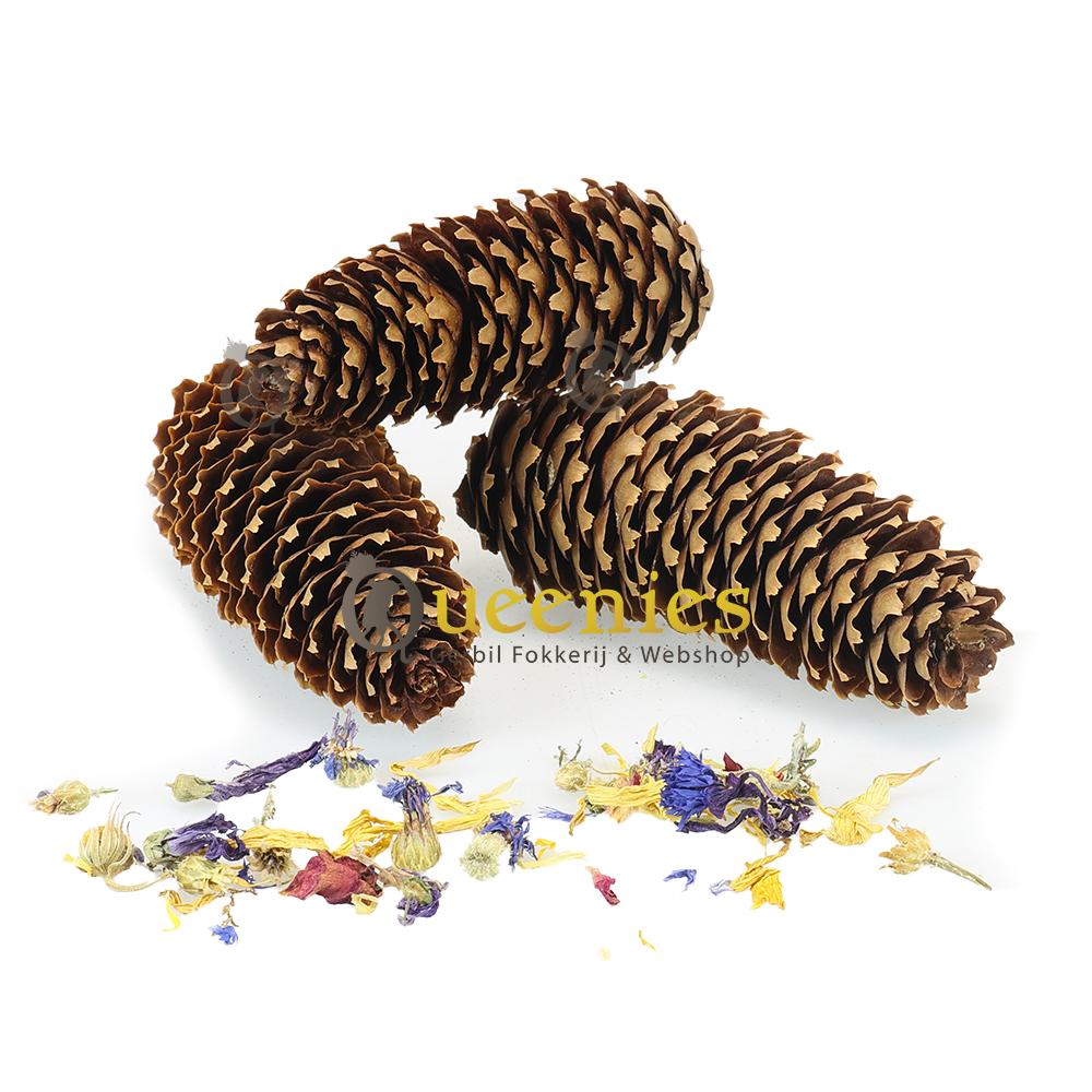 Lange Dennenappels 3 stuks