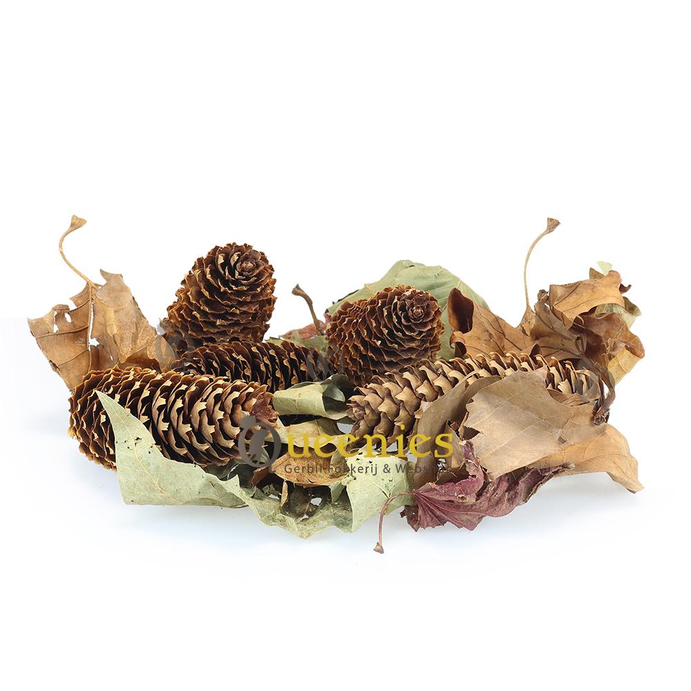 Lange Dennenappels 3 stuks