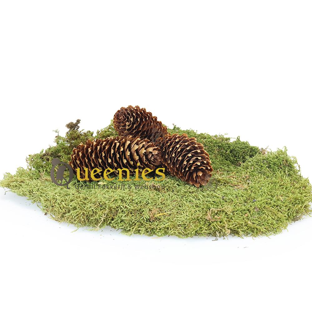 Lange Dennenappels 3 stuks