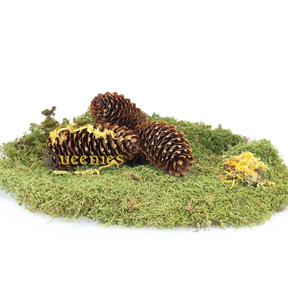 Lange Dennenappels 3 stuks