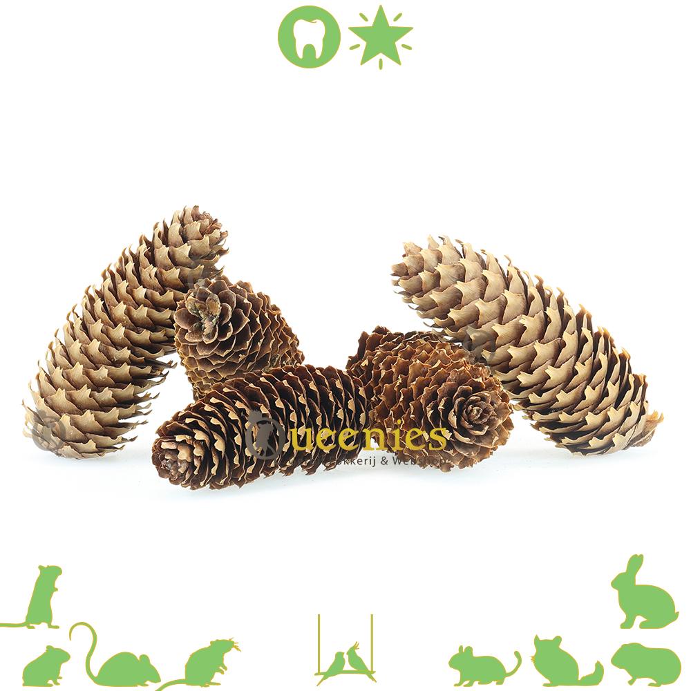 Kegel Dennenappel knaagdier - Fijnspar