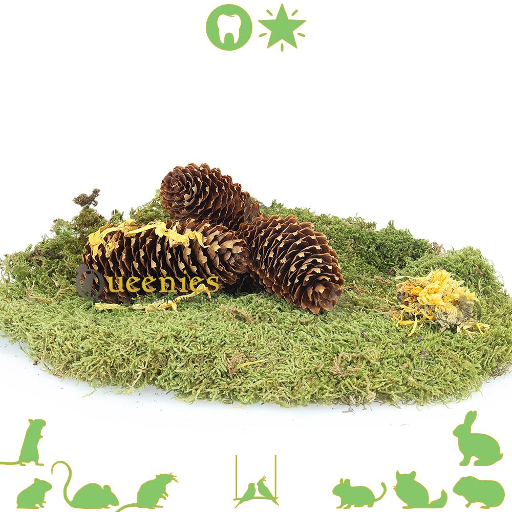 Dennenappels voor Hamsterscaping