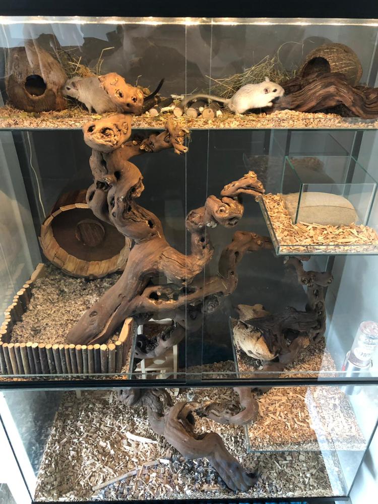 75x40x100 Gerbil / Degoe kooi van glas met schuifruiten