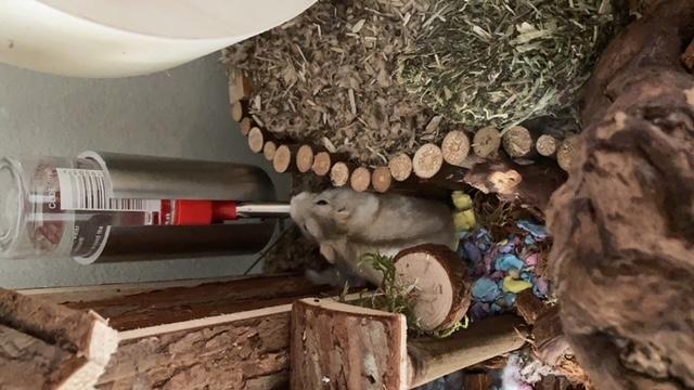 80x30x40 dwerghamster kooi met schuifruiten zonder plateaus