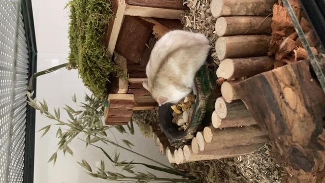 80x30x40 dwerghamster kooi met schuifruiten zonder plateaus