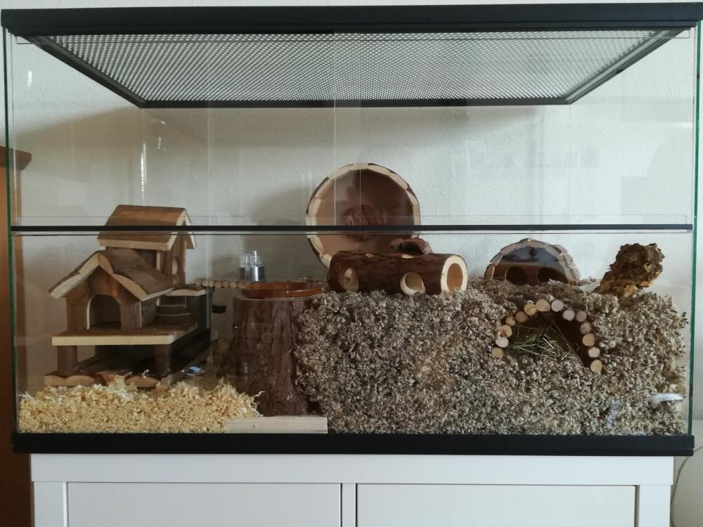 Gerbil terrarium 80x40x50