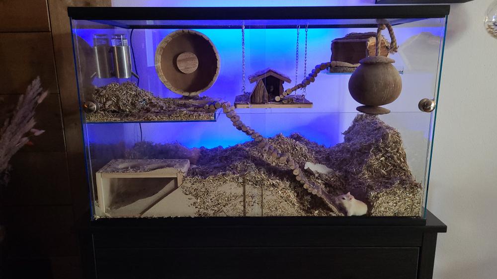 Gerbilarium met vast voorschot en schuifruit van bodem tot deksel