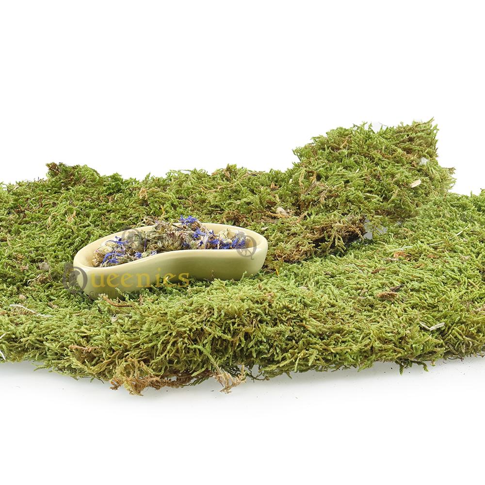 Komodo Kidney bowl
