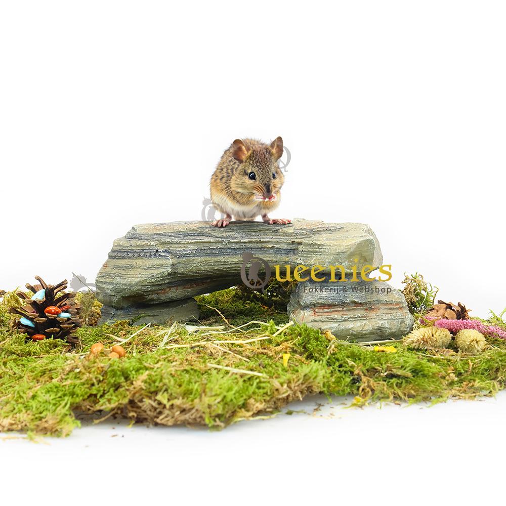 Rotsplateau met Muis