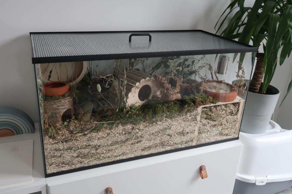 Goedkope hamsterkooi van glas voor hamsterscaping