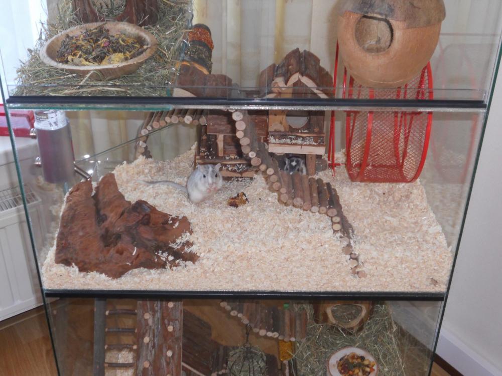 Degoe terrarium 60x40x120