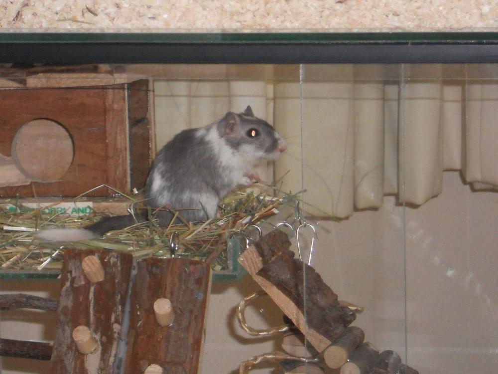 Degoe terrarium 60x40x120