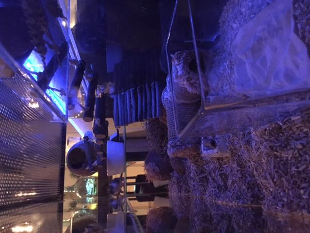 100x32x40 Gerbilarium