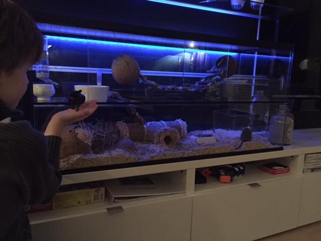 100x32x40 Gerbilarium