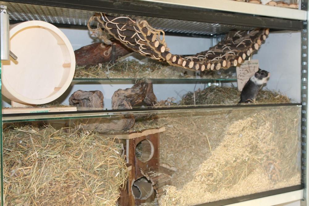 Touwladder gebruiken in Hamsterscaping