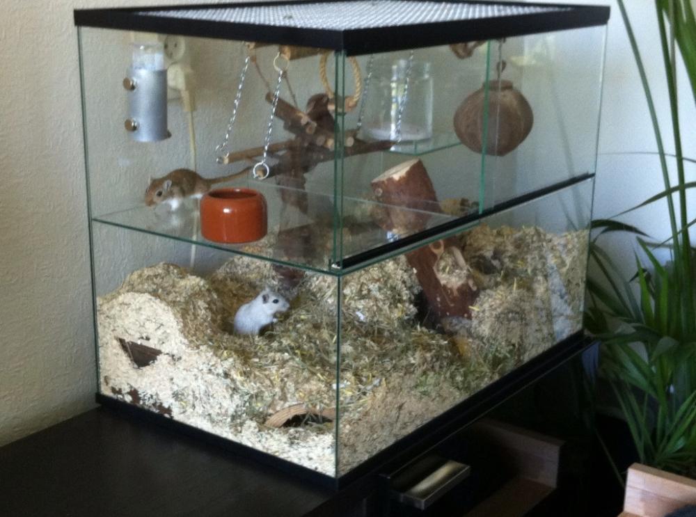 Knaagdier terrarium 65x40x50 voor muizen