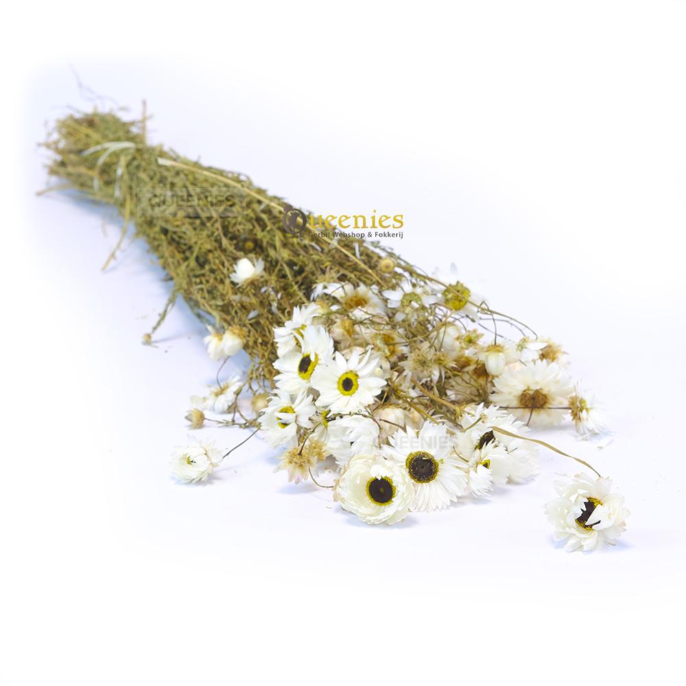 Chinchilla bloemen voor Voedselverrijking