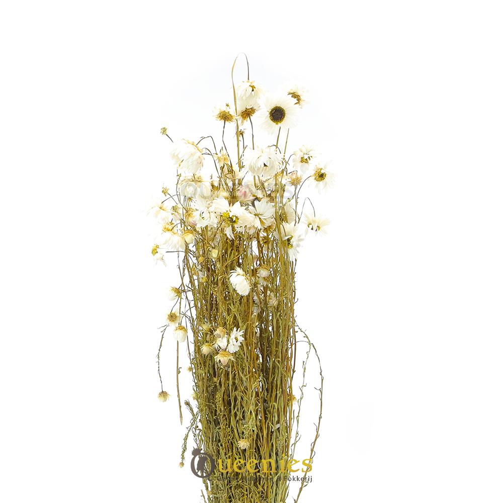 Acroclinium decoratiematerialen woon en winkel