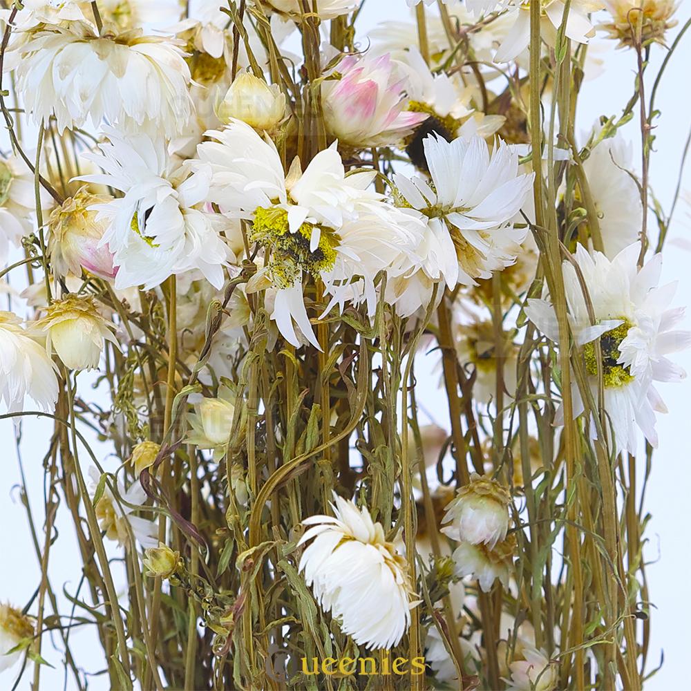 Cavia voedselverrijking met Papierbloem