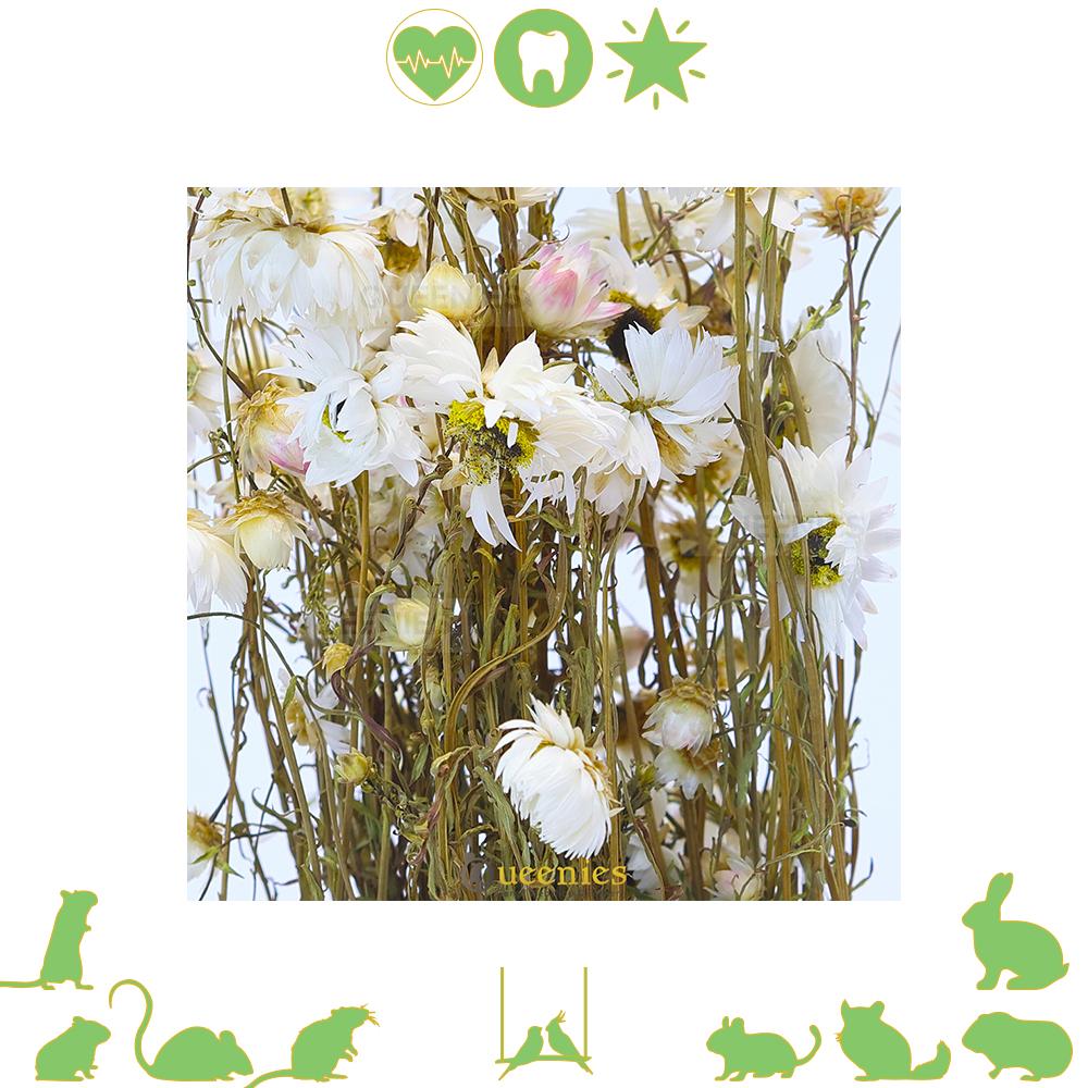 Bloemen voor Knaagdieren en Konijnen