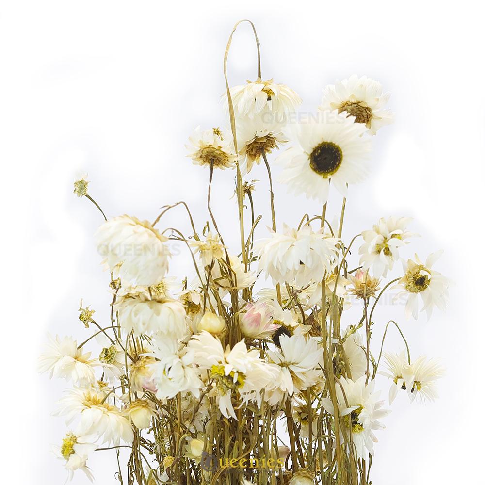 Acroclinium of papierbloem voor Konijnen en Knaagdieren