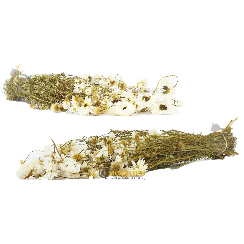 Acroclinium witte bloemen voor huis decoratie