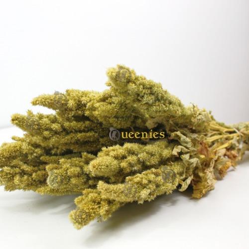 Amaranthus 50cm groen voor Gerbils