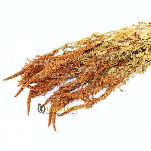 Oranje Amarant Oogst 100 gram