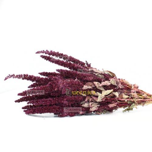 Rode Amaranthus voor Konijnen en Knaagdieren voeding