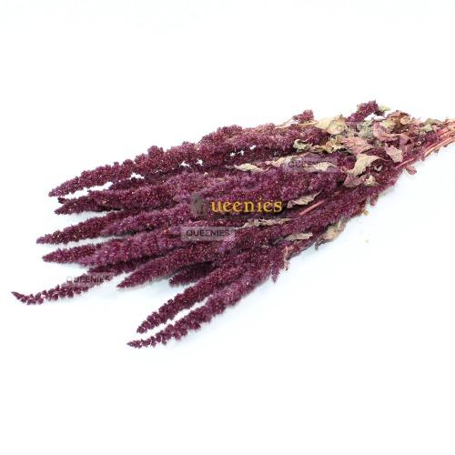 Rode Amarant voor Hamsterscaping