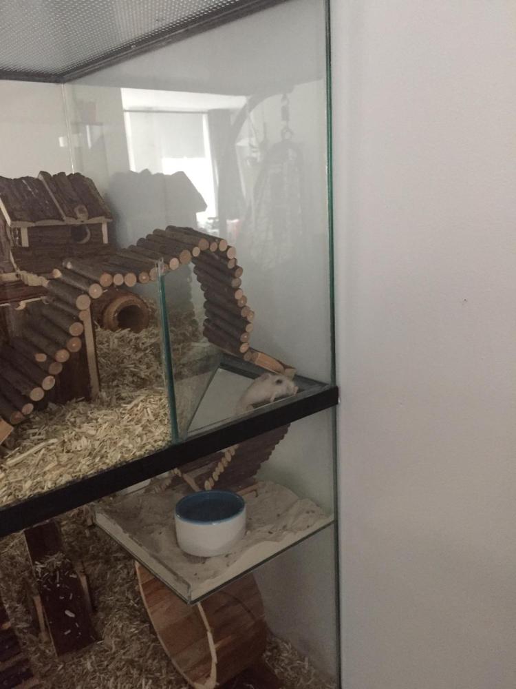 Opzetstuk Gerbilarium 60x40