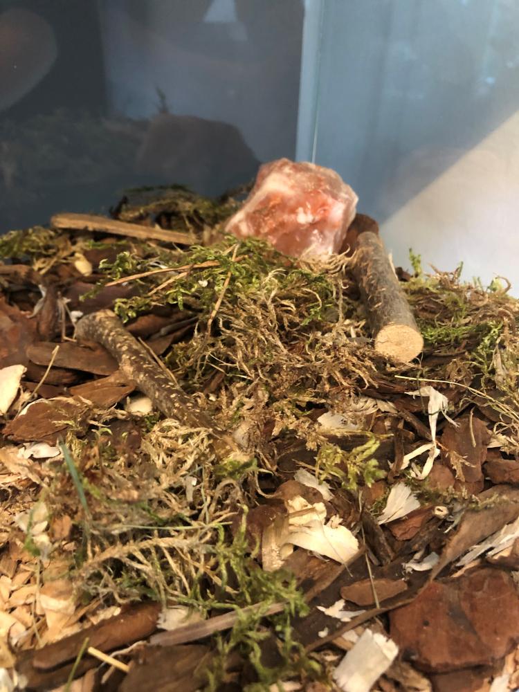 JR FARM Nibbler hout Appelboom