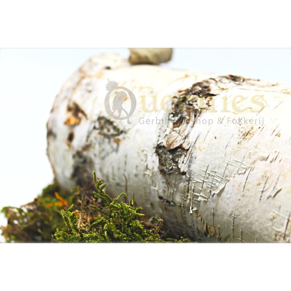 Holle boomstam voor knaagdieren plezier