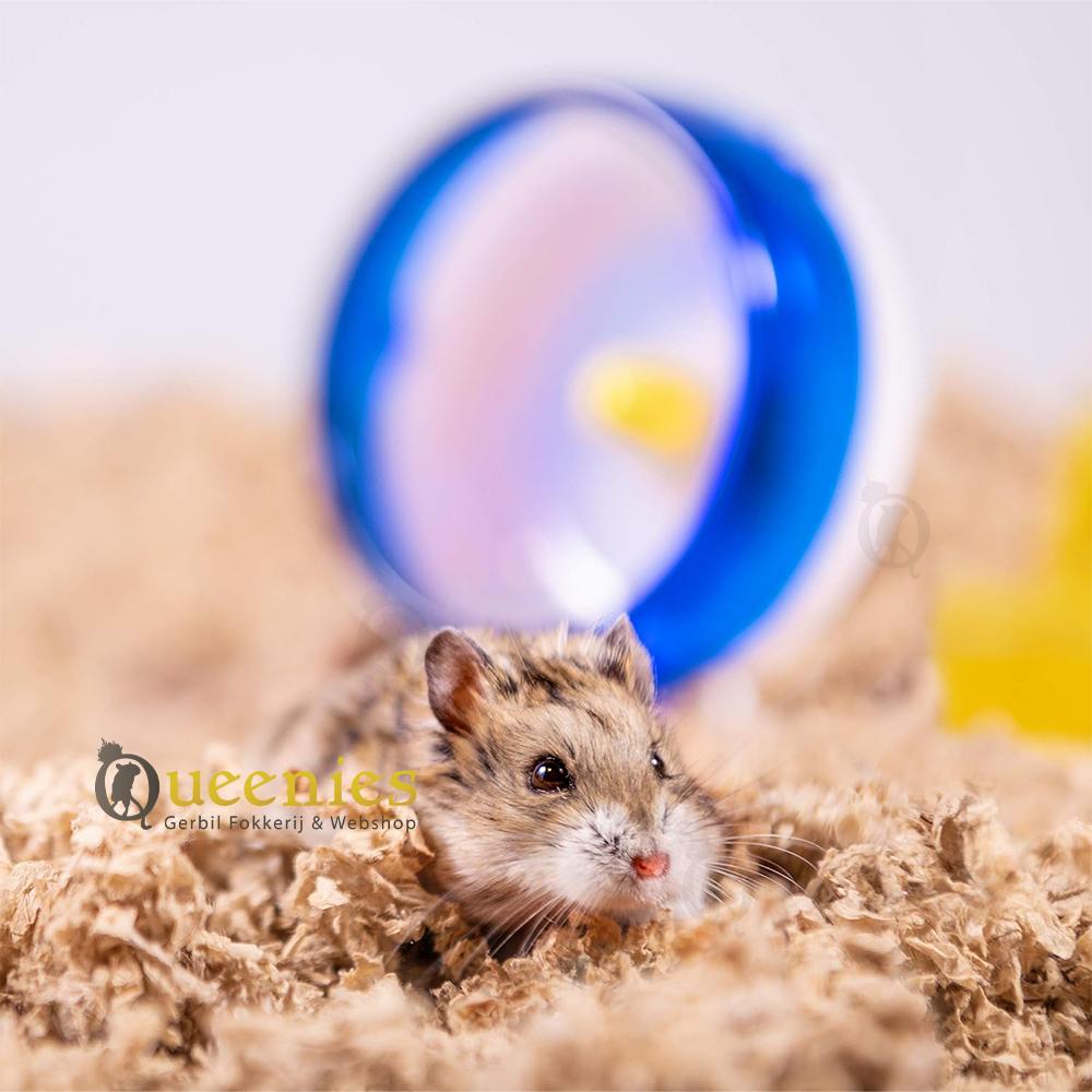 Uber Carefresh bodembedekking met 6x absorbatie vermogen