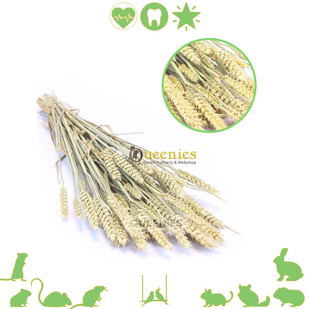 Tarwe bos ( 70 cm lang ) 250 gram
