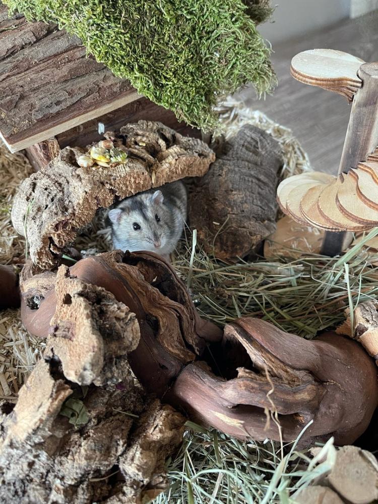 Hamsterkooi terrarium van Queenies goedkoop met schuifruiten zonder plateaus