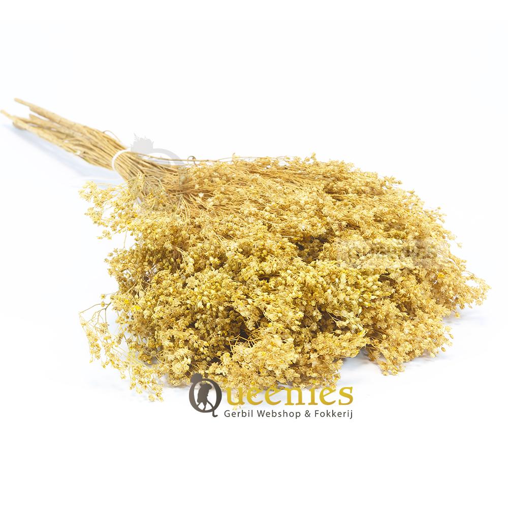 Bezembloem voor Hamsters en muizen