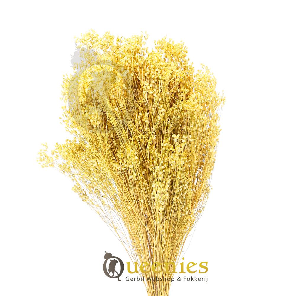 Bezembloem voor Konijnen en cavia's