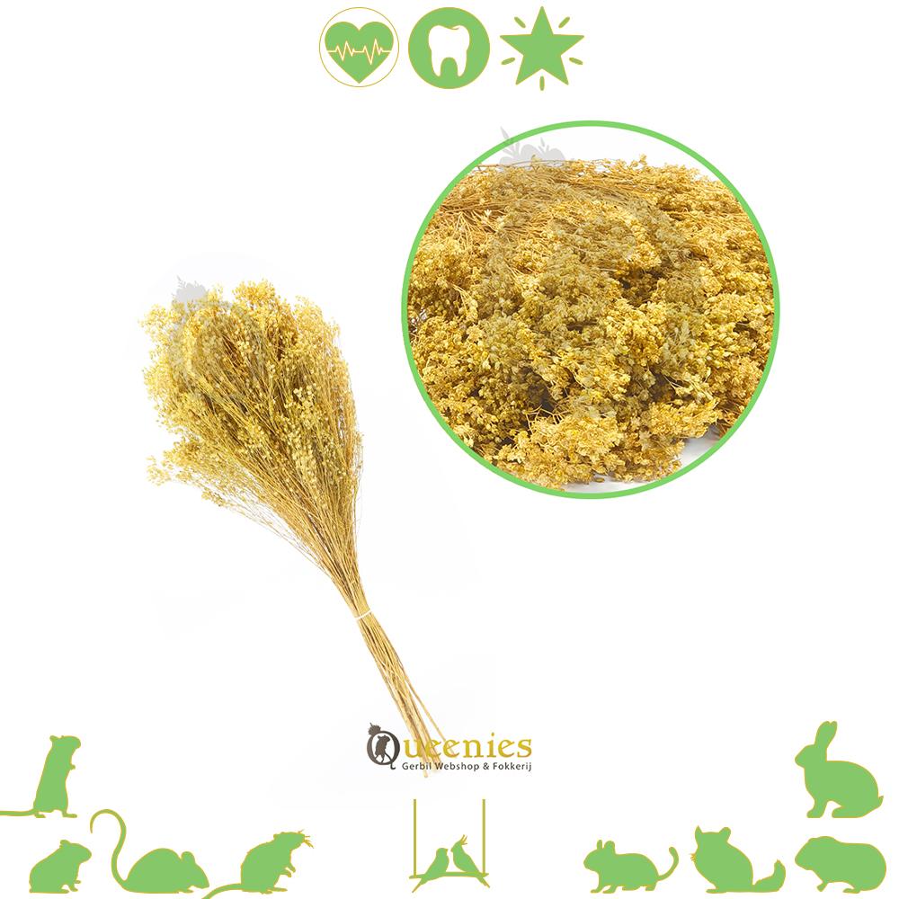 Bezembloem voor Konijnen en Knaagdieren