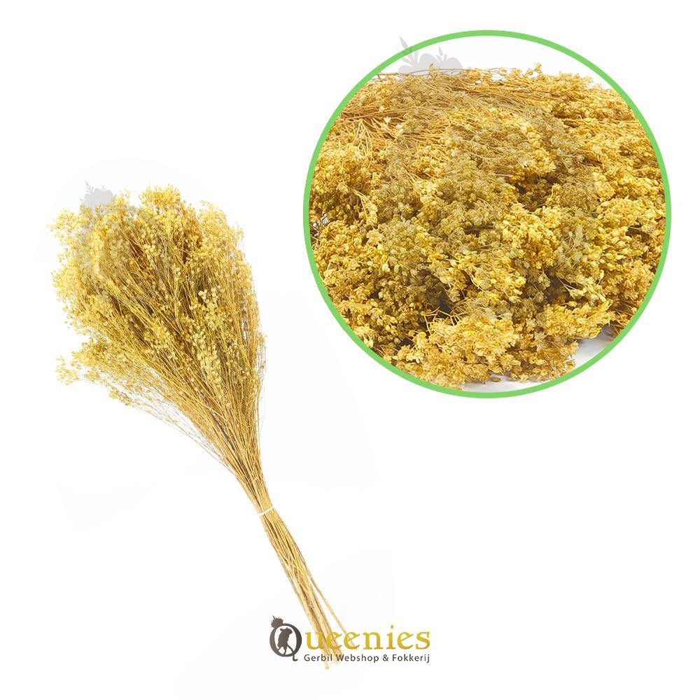 Bezembloem voor Gerbils en Hamsters