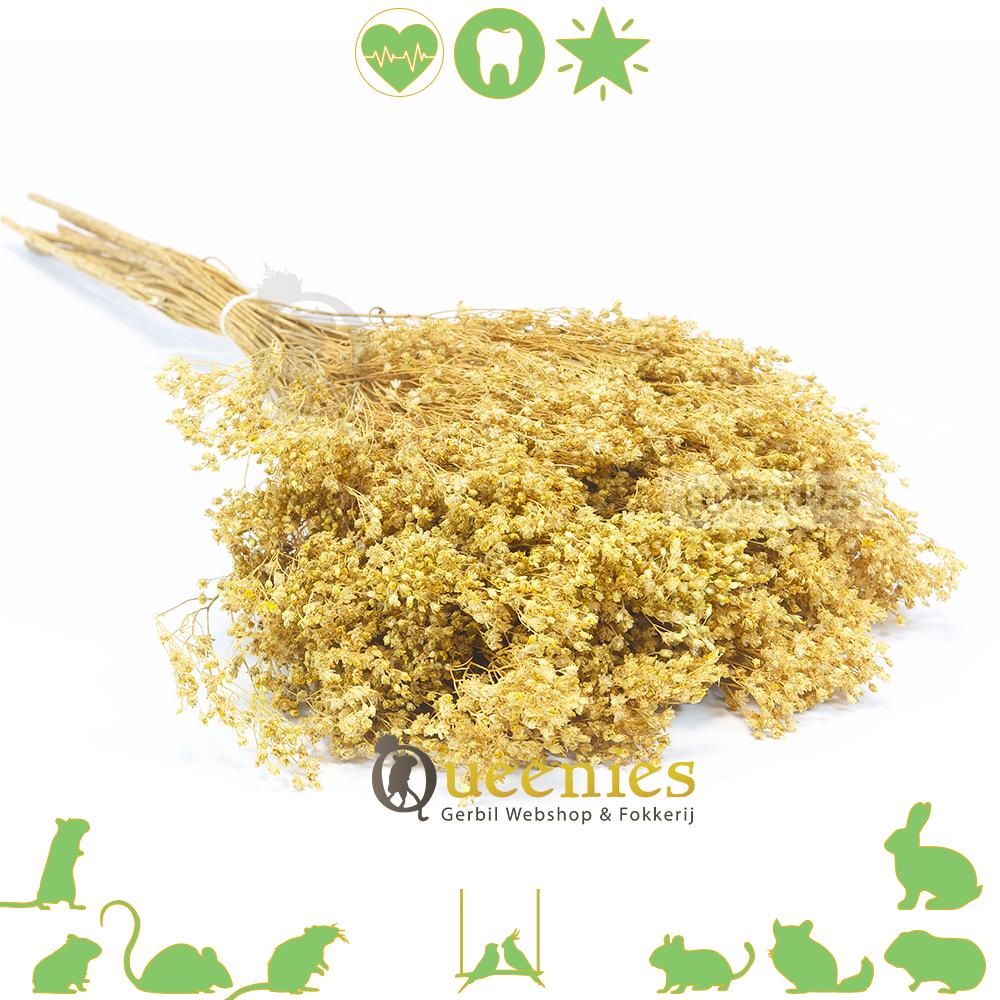 Bezembloem voor Knaagdieren en Konijnen