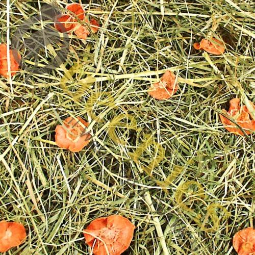 Konijnen hooi met wortels ook voor cavia's