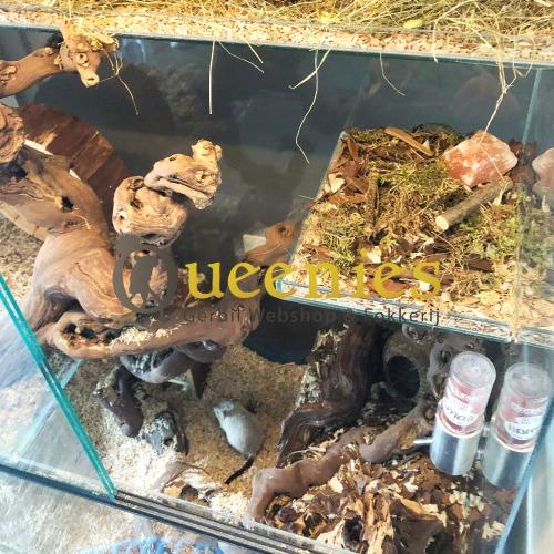 Wijnrank gezandstraald druiventak in Degoeterrarium