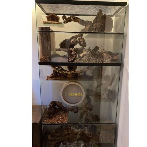 Houten loopwiel 28 cm in hamster terrarium voor goudhamster met