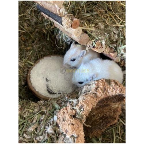 Verjaardagstaart Gerbils