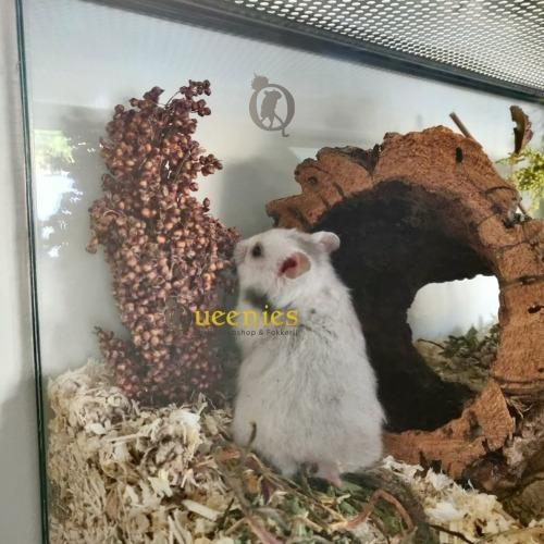 Dari kolf voor Hamsters