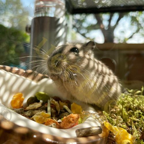 Keramieke Kokosnoot eetkom