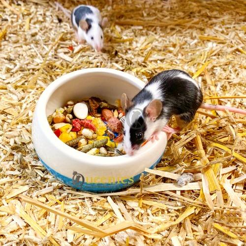 Koemuizen voerbak met antimors rand